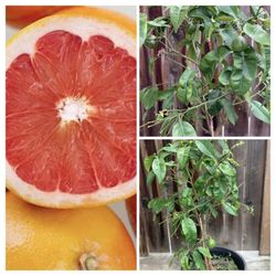 Semi Dwarf Fruiting Star Ruby Grapefruit Grafted Citrus Organic Fruit Tree in 7 Gallon Pot Lots of Fruit  Cash only  Pick up in North San Jose, By app