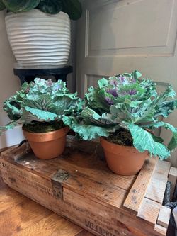Clay Pot Ornamental Cabbage Plant Set.