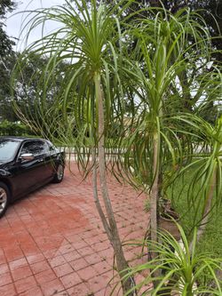 Over 8 Ft tall Pony Tail Palm tree in Pot, thick Caudex