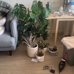 House Plants And Succulents 