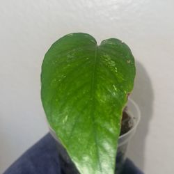 Epipremnum Pinnatum Albo Plant