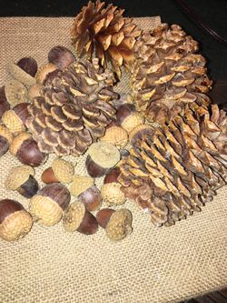 Pinecones for woodlands theme party decor