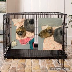 Big cage cute