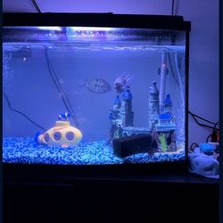 Beautiful, Stunning Fish Tank 