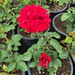 Rose Bush