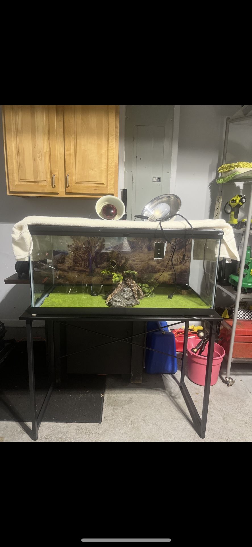 Bearded dragon tank