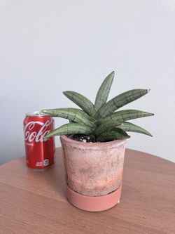 Sansevieria Meedee