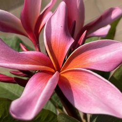 5 Foot Tall California Sally Plumeria with Flowers 