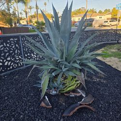 Large Agave
