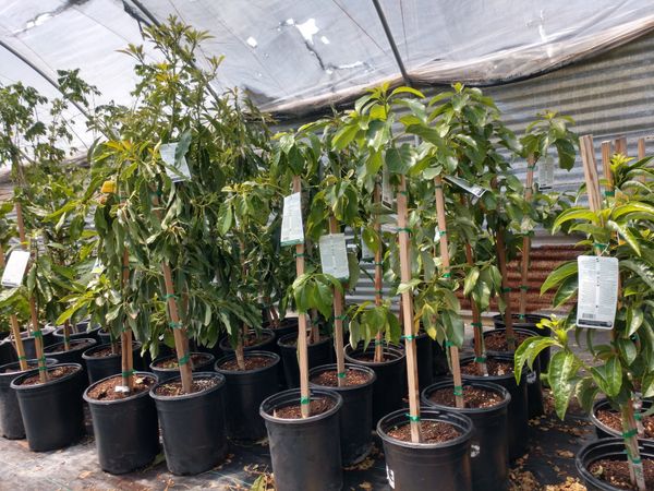 Avocado Trees (Jim Bacon, Little Cado, Mexicola ...