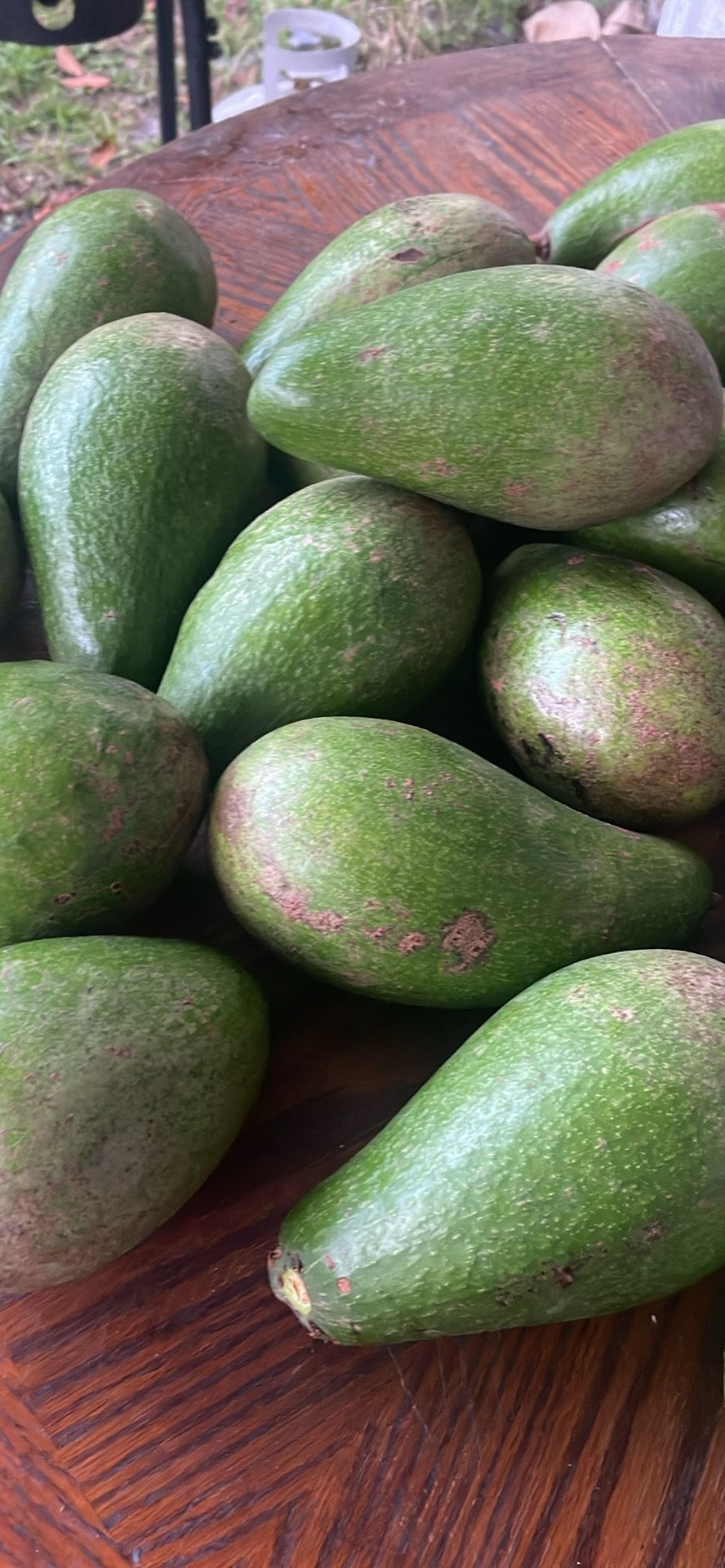 Avocado Muy Buenos