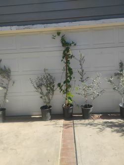 2 Olive Trees & 1 Passion Fruit
