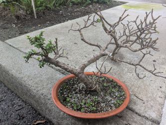 Portulacaria afra bonsai