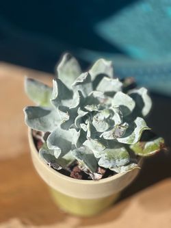 Rare curly Succulent Plant in Ceremic Pot