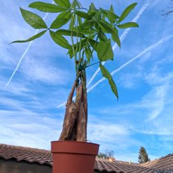 Small Braided Money Tree $19