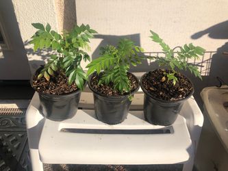 Potted Curry Leaf Plants. 3 left.