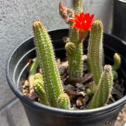  Cactus Color Naranja