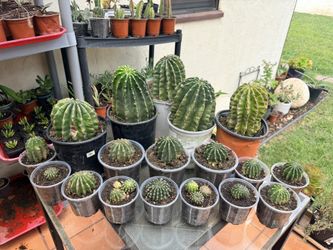 Newly Potted Cactus Echinopsis Genus Various Sizes (Northridge)