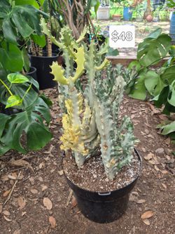Rare White Ghost Cactus 🌵
