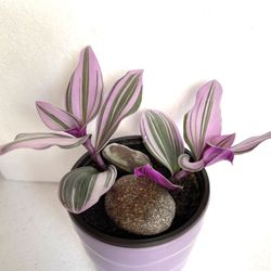 Tradescantia Nanouk Low-maintenance House Plant In 4.5"H Ceramic Pot.