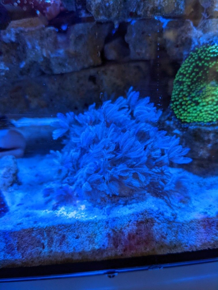 Coral Frags: Pulsing Xenia