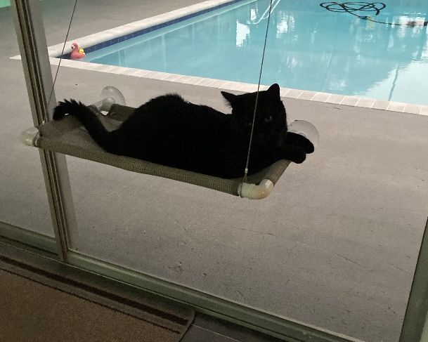 Cat Window Perch