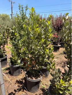 Bay leaf Laurel 15 gal