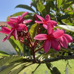 Plumeria Plant
