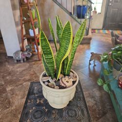 Sansevieria Snake Plants In 6in Ceramic Pot With Shells And Stones 