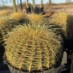 Golden Barrel Cactus