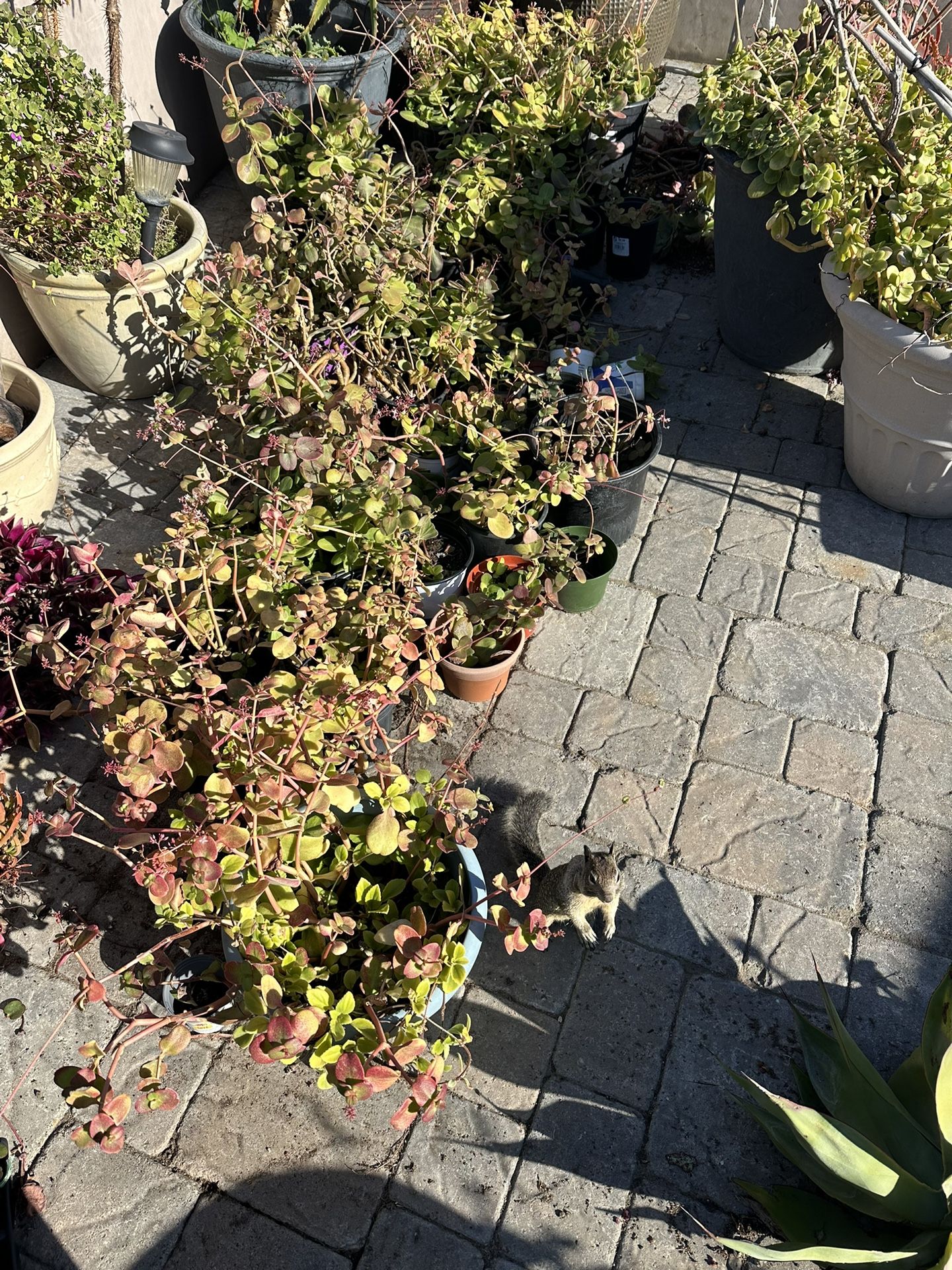 Plants For Sale “Rocky” Not Included