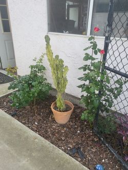 Large Cactus 