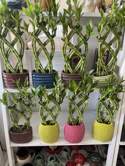 Bamboo Plants-Lucky Braided Bamboo Plants With Ceramic Vase($10 each)