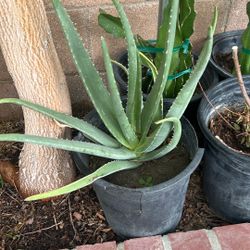 Big Aloe Vera
