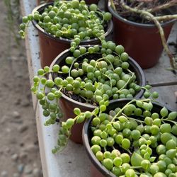 Cactus & Succulents 4”pot