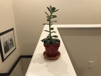 Unknown succulent in red glazed pot with clay saucer