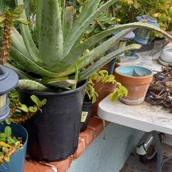 Una Aloe Vera