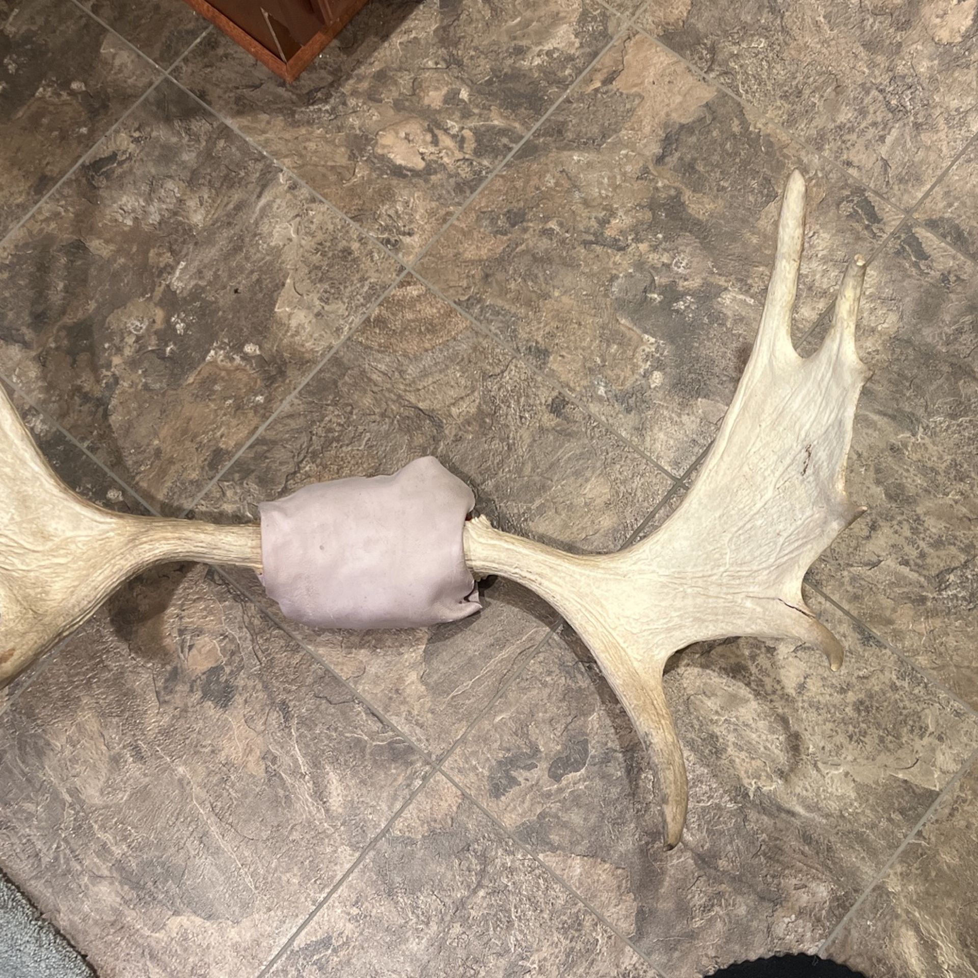 Real Moose Antlers for Sale in Troy, MI OfferUp