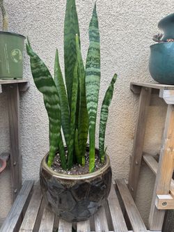 Snake Plant in Ceramic Pot