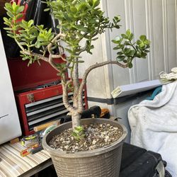 Beautiful Succulent Tree 3 Ft Tall In Plastic Pot 