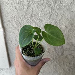 Anthurium Clarinervium X King Clarinervium for Sale in Riverside, CA -  OfferUp