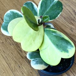 Rare Variegated Hoya Kerrii Hearts 🤍 / Free Delivery Available 
