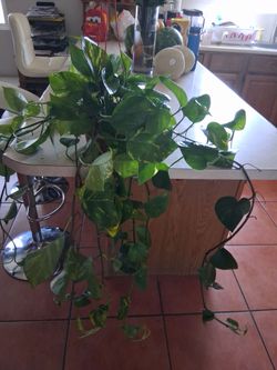 Beautiful big photos  plant $20
