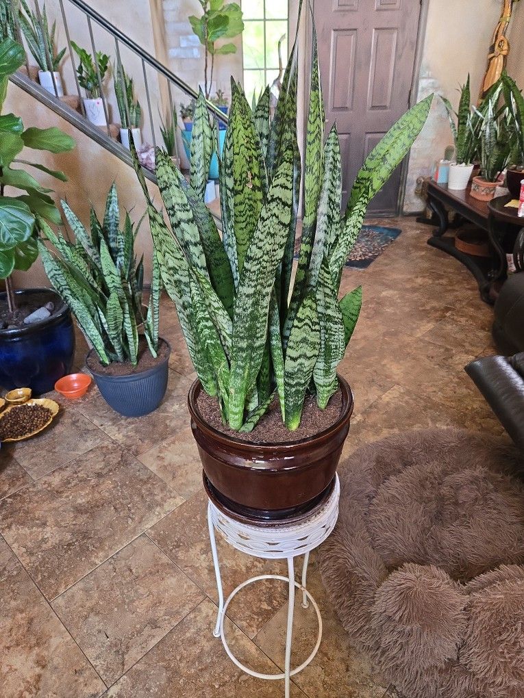 Sansevieria Snake Plants In 11in Ceramic Pot