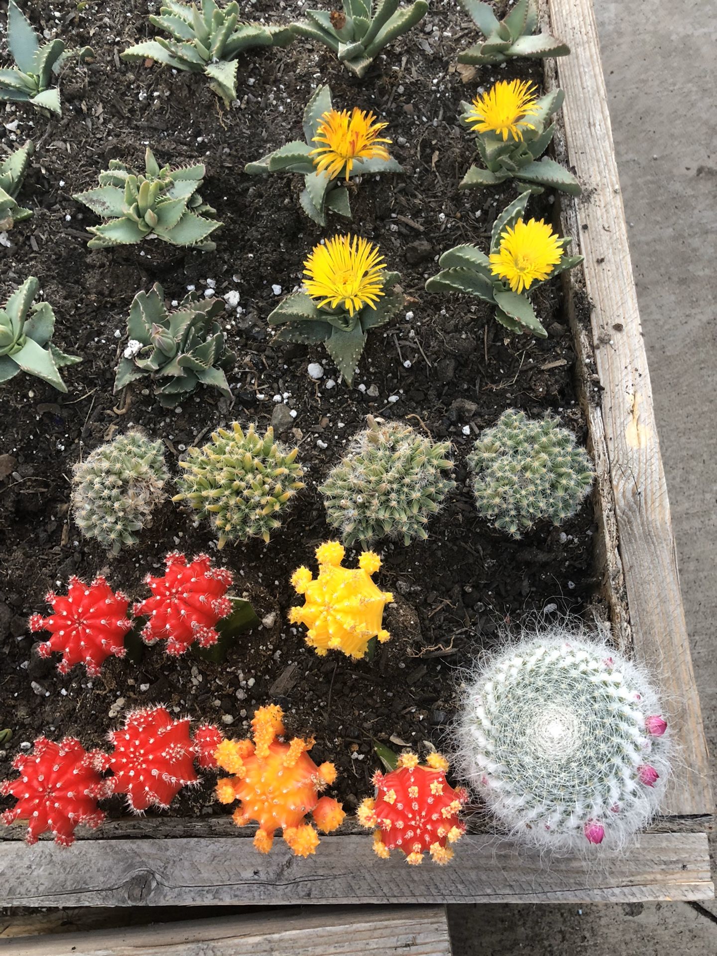 Cactus y succulents Diferentes precios