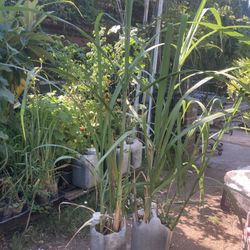 Sugarcane Plants 