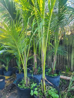 Coconut Trees , Mongo, Soursop,