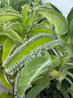 Kalanchoe – Mother of Thousands