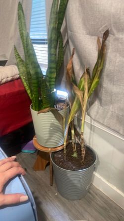 House plants