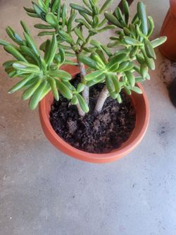 Plantas  naturales